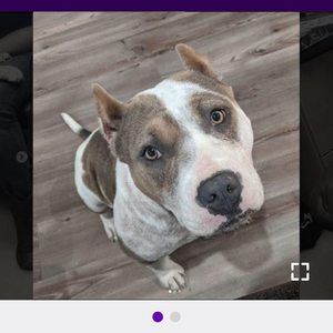 Meet your Posher, Lola